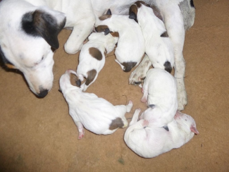 De Pitchoun Can - Jack Russell Terrier - Portée née le 28/06/2015