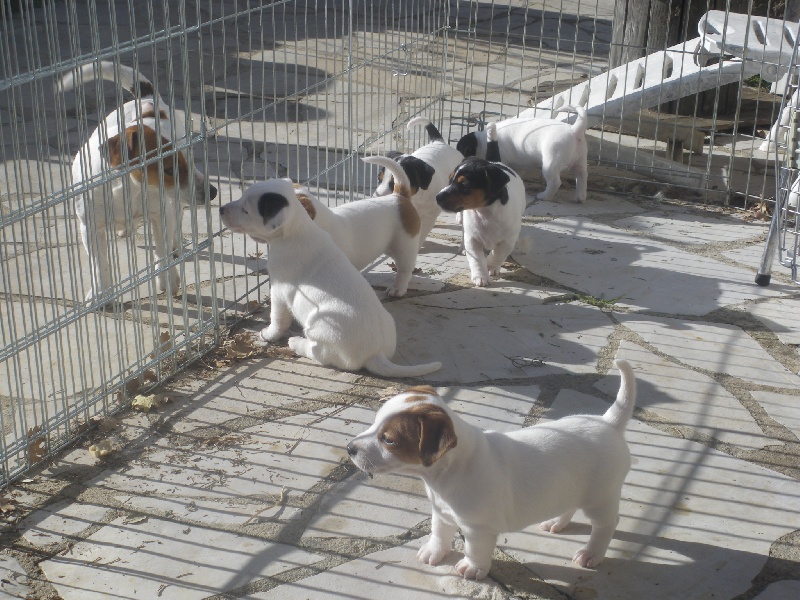 De Pitchoun Can - Jack Russell Terrier - Portée née le 29/10/2012