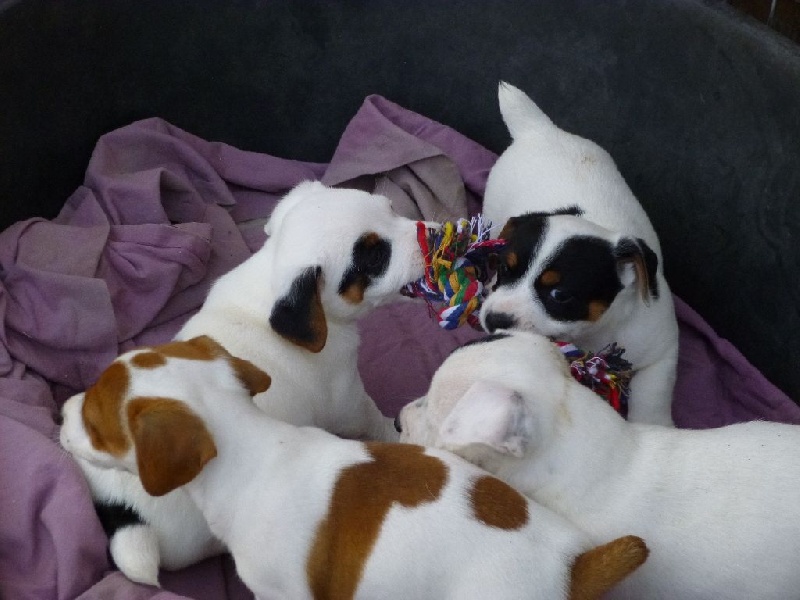 Photos groupe chiots Guapa et Cooky