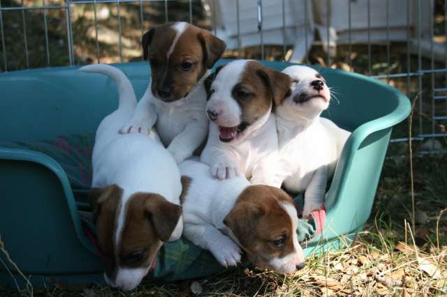Photos groupe chiots D'endzia et Doudou