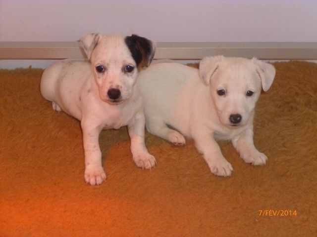 Photos groupe chiots Hindjun et Cooky