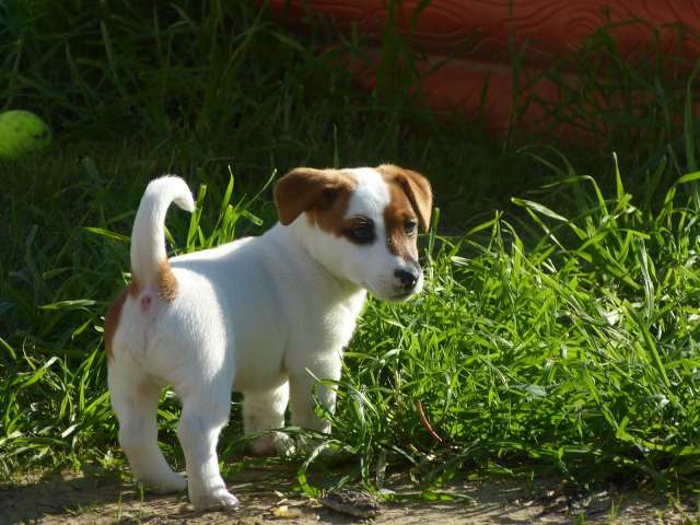 Les chiots grandissent, 
